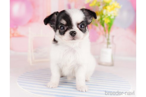 成約済の東京都のチワワ(ロングコート)-291195の5枚目