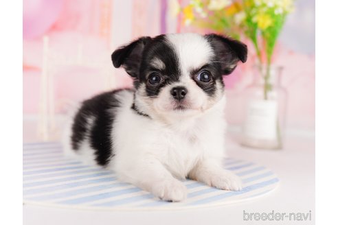 成約済の東京都のチワワ(ロングコート)-291195の2枚目