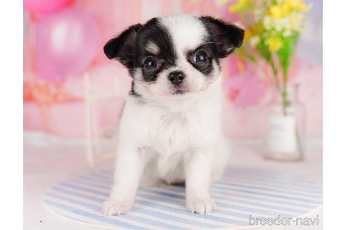 成約済の東京都のチワワ(ロングコート)-291195の3枚目