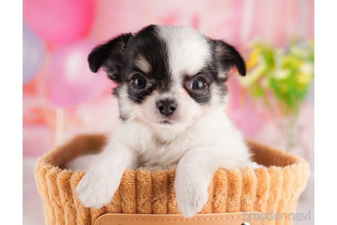 成約済の東京都のチワワ(ロングコート)-291195の1枚目