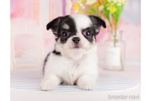 成約済の東京都のチワワ(ロングコート)-291195の4枚目