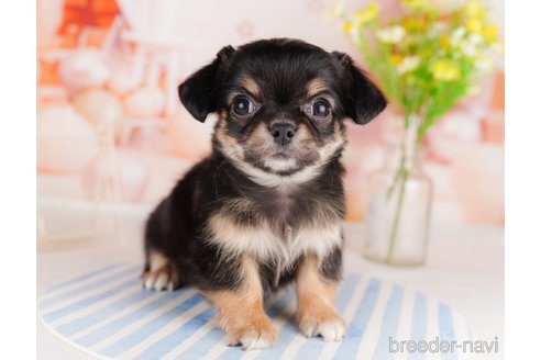 成約済の東京都のチワワ(ロングコート)-291196の4枚目