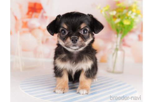 成約済の東京都のチワワ(ロングコート)-291196の5枚目