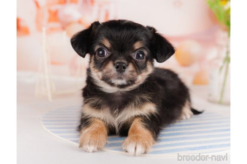 成約済の東京都のチワワ(ロングコート)-291196