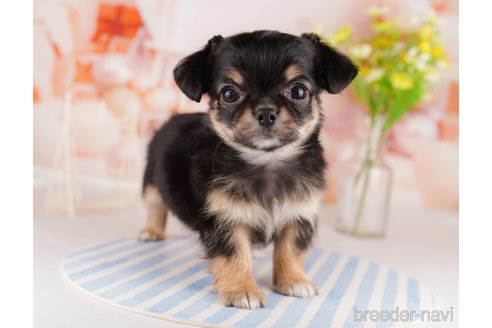 成約済の東京都のチワワ(ロングコート)-291196の6枚目