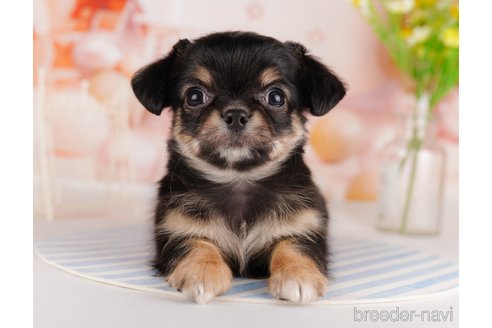 成約済の東京都のチワワ(ロングコート)-291196の3枚目