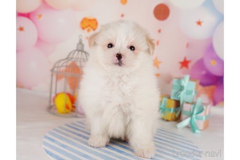 成約済の東京都のポメマル:ポメラニアン×マルチーズ-291197の5枚目