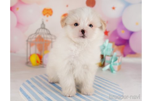 成約済の東京都のポメマル:ポメラニアン×マルチーズ-291197の4枚目