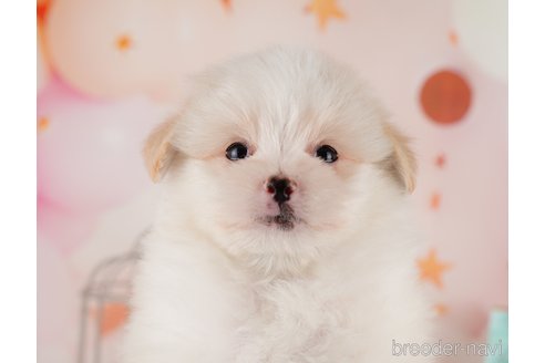 成約済の東京都のポメマル:ポメラニアン×マルチーズ-291197の2枚目