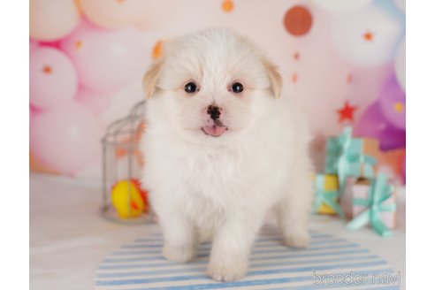 成約済の東京都のポメマル:ポメラニアン×マルチーズ-291197の3枚目