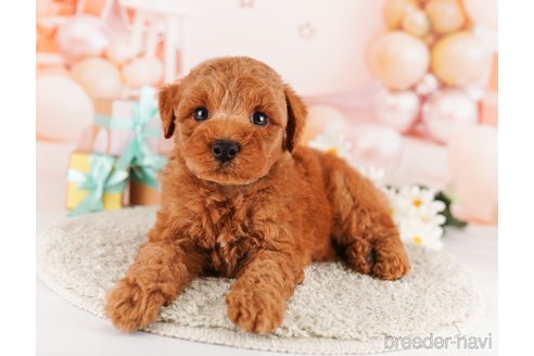 成約済の東京都のトイプードル-291198の5枚目