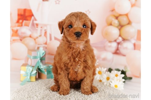 成約済の東京都のトイプードル-291198の3枚目