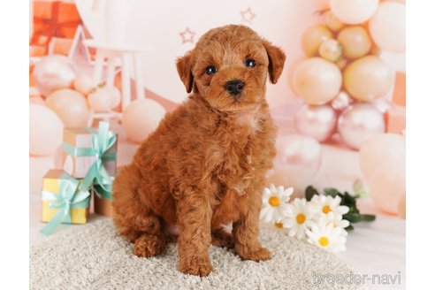 成約済の東京都のトイプードル-291198の4枚目