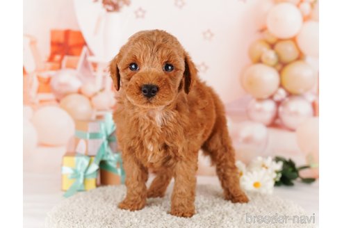 成約済の東京都のトイプードル-291198の2枚目