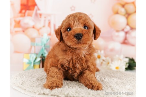 成約済の東京都のトイプードル-291198