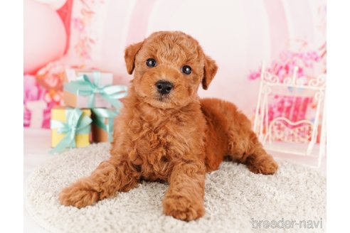 成約済の東京都のトイプードル-291199