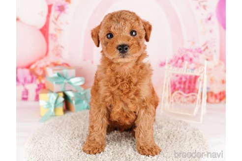 成約済の東京都のトイプードル-291199の3枚目