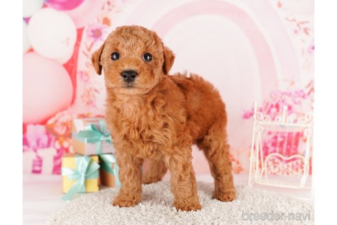 成約済の東京都のトイプードル-291199の4枚目