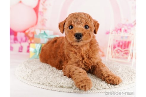 成約済の東京都のトイプードル-291199の5枚目