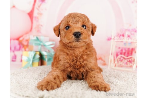 成約済の東京都のトイプードル-291199の6枚目