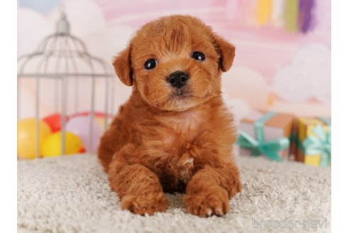 成約済の東京都のトイプードル-291200の4枚目