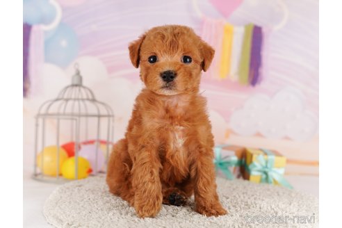 成約済の東京都のトイプードル-291200の5枚目