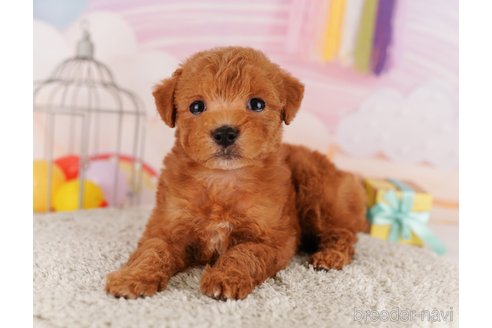 成約済の東京都のトイプードル-291200の1枚目