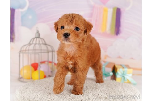 成約済の東京都のトイプードル-291200の2枚目