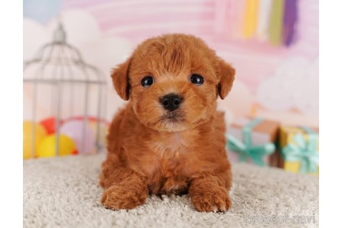 成約済の東京都のトイプードル-291200の3枚目