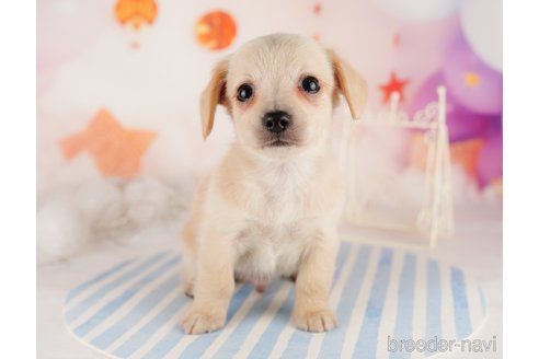 成約済の東京都のチワックス:チワワ×ミニチュアダックスフンド-291204の4枚目