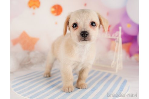 成約済の東京都のチワックス:チワワ×ミニチュアダックスフンド-291204の5枚目