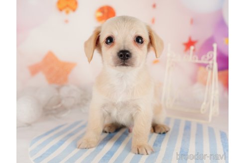 成約済の東京都のチワックス:チワワ×ミニチュアダックスフンド-291204の2枚目