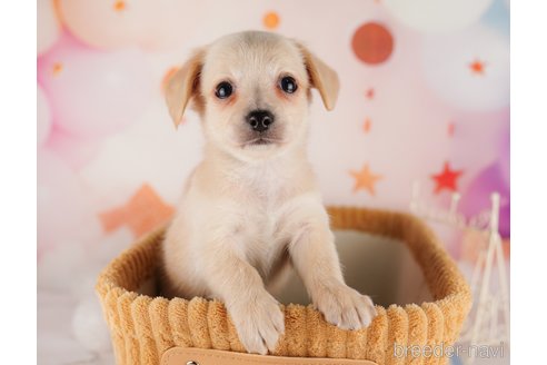 成約済の東京都のチワックス:チワワ×ミニチュアダックスフンド-291204の1枚目