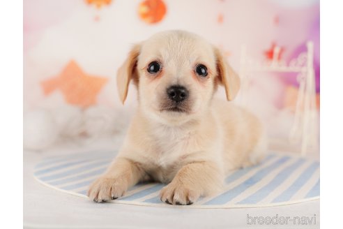 成約済の東京都のチワックス:チワワ×ミニチュアダックスフンド-291204の3枚目