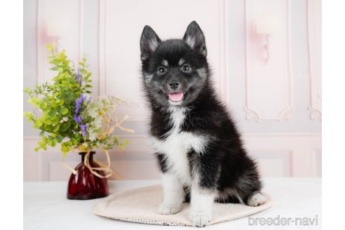 成約済の東京都のミックス犬-291207の3枚目