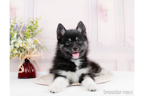 成約済の東京都のミックス犬-291207の4枚目