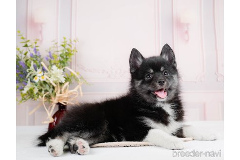 成約済の東京都のミックス犬-291207の5枚目