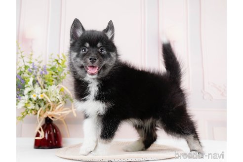 成約済の東京都のミックス犬-291207の1枚目