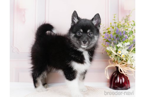 成約済の東京都のミックス犬-291207の2枚目