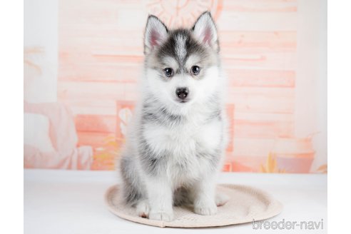 成約済の東京都のミックス犬-291211の1枚目