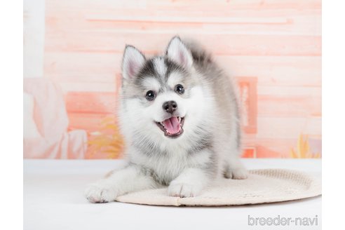 成約済の東京都のミックス犬-291211の4枚目