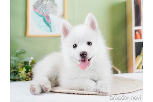 成約済の東京都のミックス犬-291216の1枚目