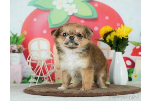 成約済の千葉県のチワワ(ロングコート)-291247の6枚目