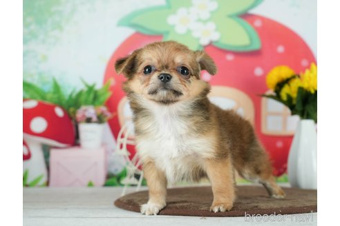 成約済の千葉県のチワワ(ロングコート)-291247の7枚目