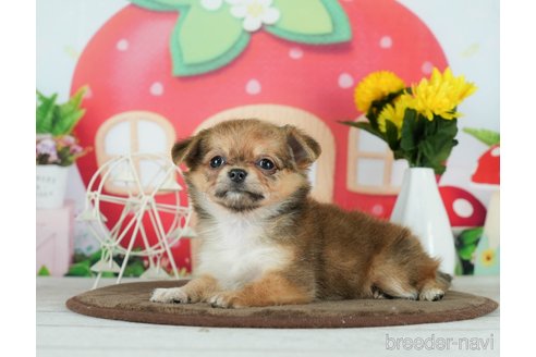 成約済の千葉県のチワワ(ロングコート)-291247の9枚目