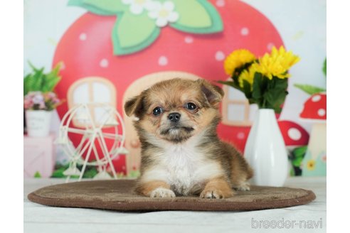 成約済の千葉県のチワワ(ロングコート)-291247の8枚目