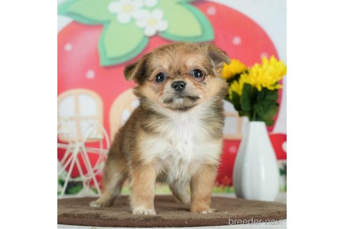 成約済の千葉県のチワワ(ロングコート)-291247の2枚目