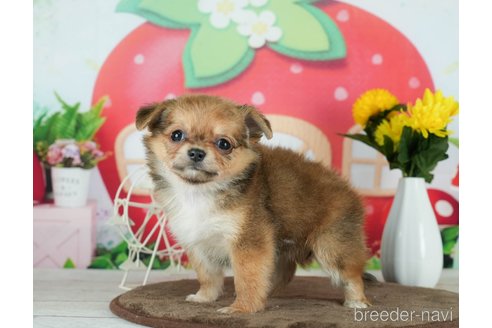 成約済の千葉県のチワワ(ロングコート)-291247の3枚目