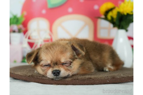 成約済の千葉県のチワワ(ロングコート)-291247の4枚目