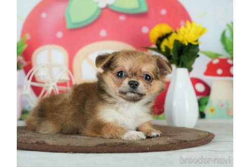 成約済の千葉県のチワワ(ロングコート)-291247の5枚目